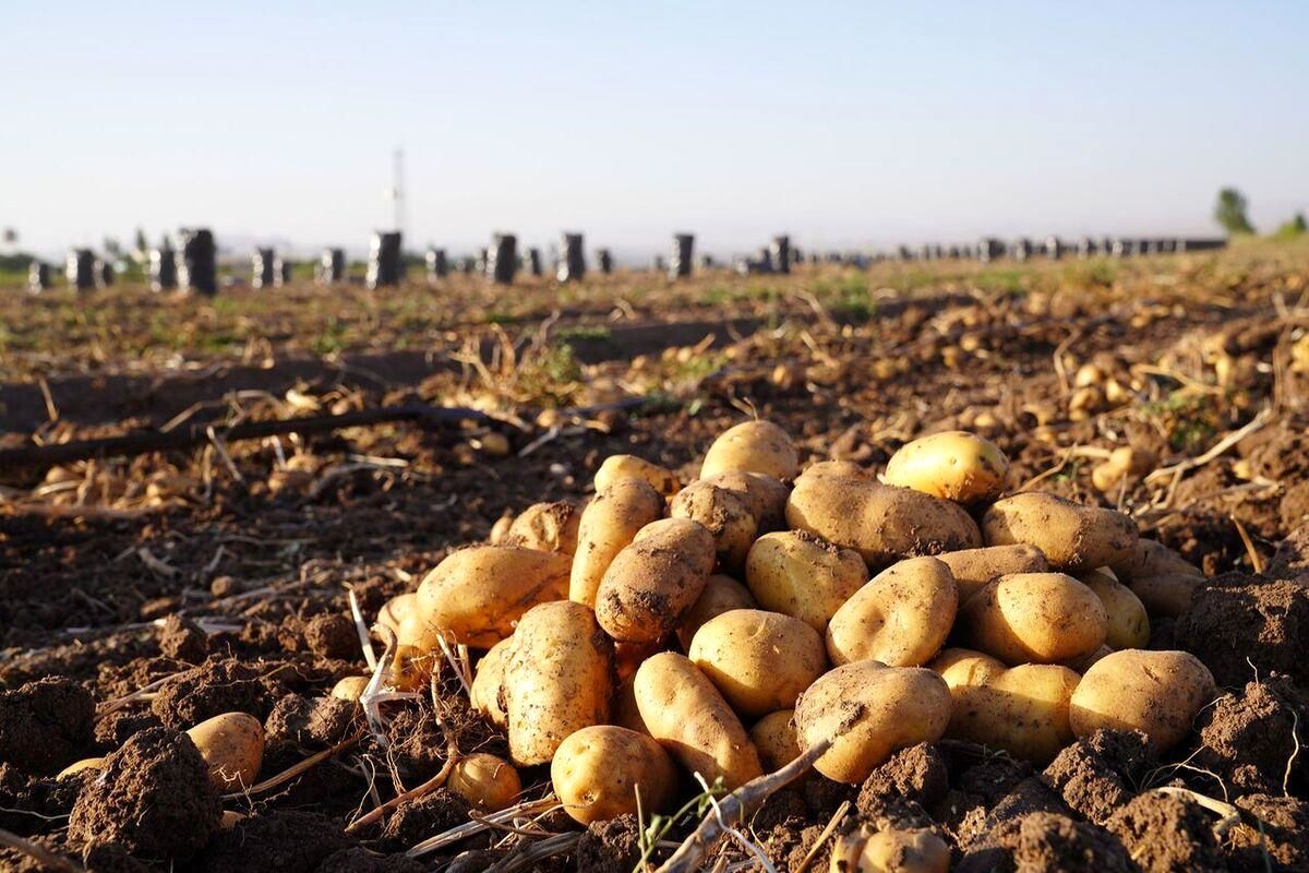 برداشت سیب‌زمینی از مزارع خوزستان