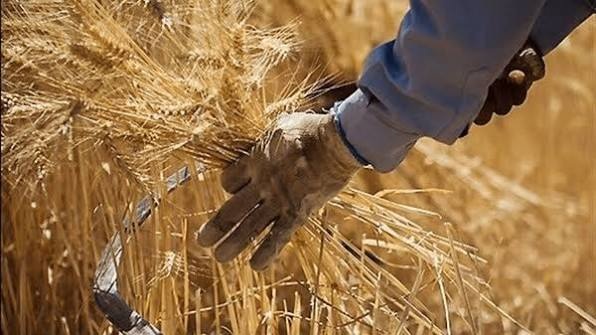 پرداخت ۳۴ همت از مطالبات گندم‌کاران خوزستان