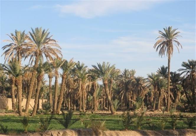 نخلستان‌های خوزستان احیا می‌شوند
